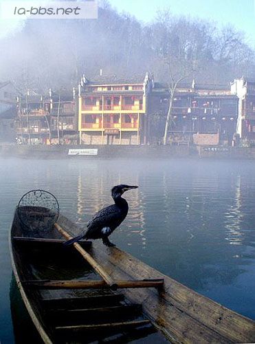 [贴图]古老凤凰的今天故事