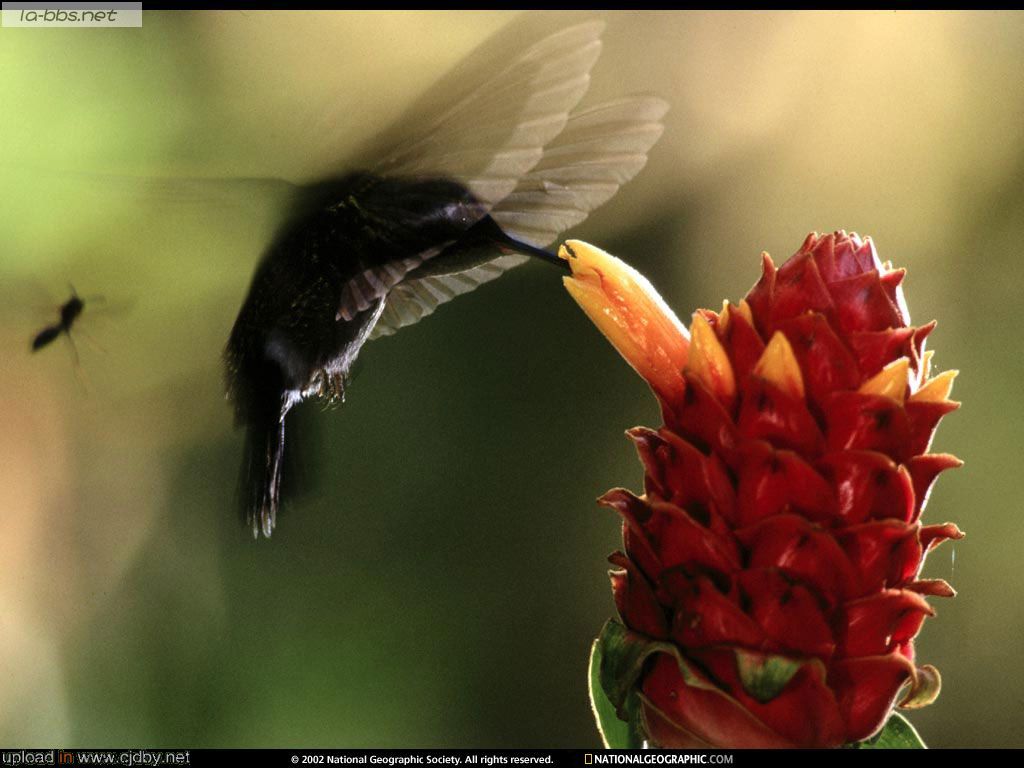 国家地理美图（不断更新中）