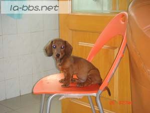 给心爱的狗狗找新主人(爱狗者进)