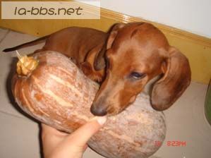 给心爱的狗狗找新主人(爱狗者进)