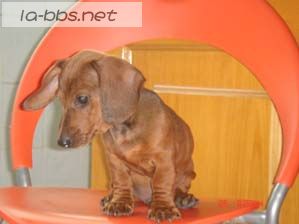 给心爱的狗狗找新主人(爱狗者进)