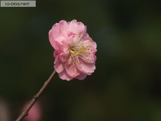 发几张２月的桃花