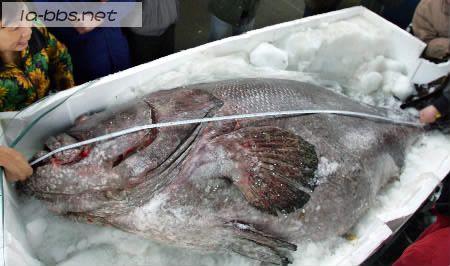 成精了!浙江渔民竟把这都捕上来了!