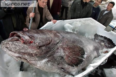 成精了!浙江渔民竟把这都捕上来了!