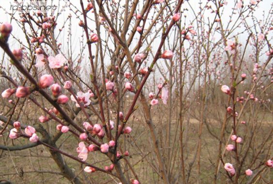[贴图]春天来了，看桃花去哟