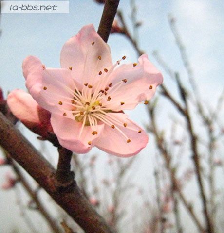 [贴图]春天来了，看桃花去哟