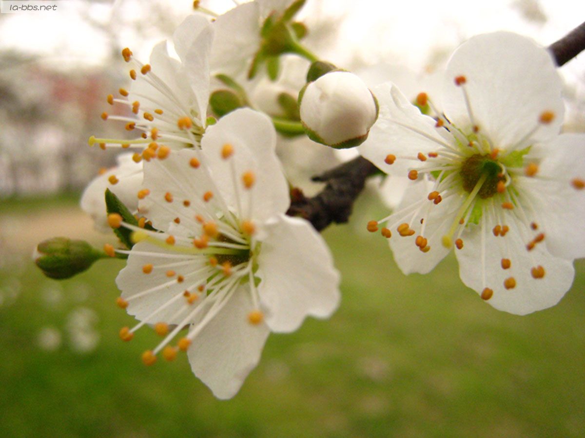 [贴图]春天来了，看桃花去哟(李花白)