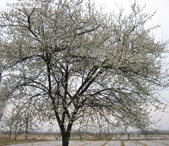 [贴图]春天来了，看桃花去哟(李花白)