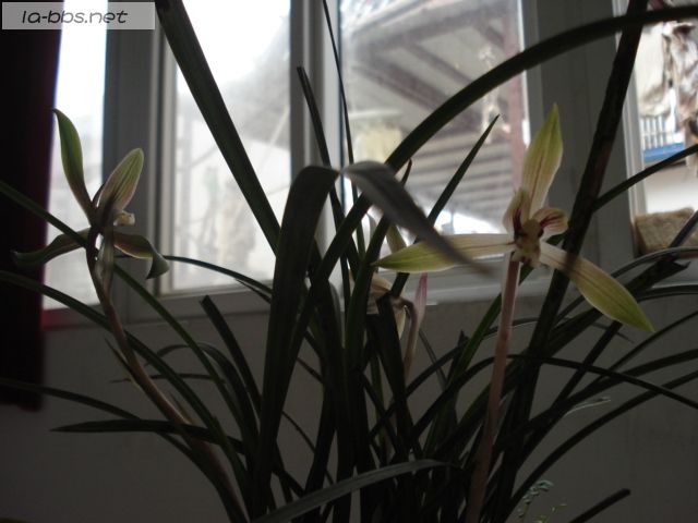 喜欢兰花的请进,帮忙看看是什么品种