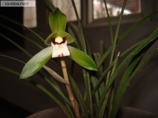 喜欢兰花的请进,帮忙看看是什么品种