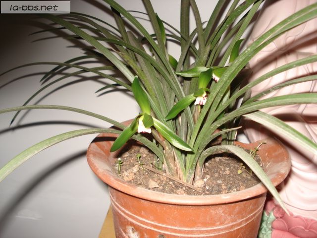 喜欢兰花的请进,帮忙看看是什么品种