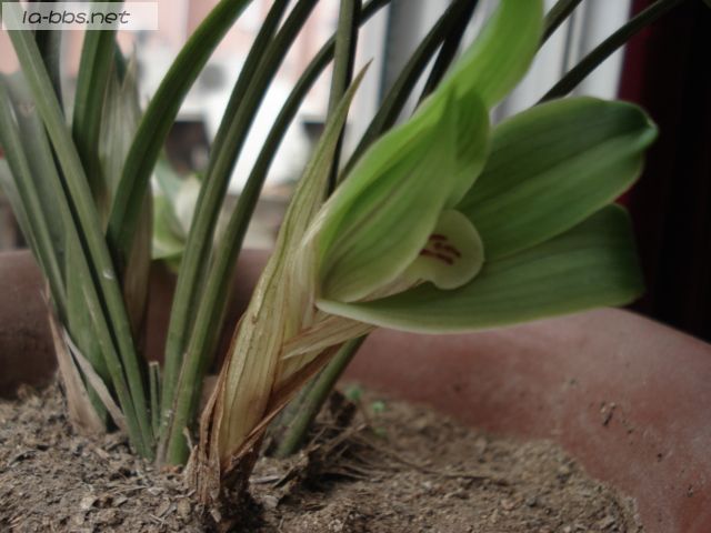 喜欢兰花的请进,帮忙看看是什么品种