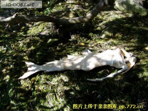 让你们看看传说中的＂美人鱼＂-->YY转移