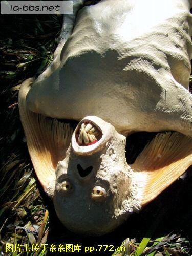 让你们看看传说中的＂美人鱼＂-->YY转移