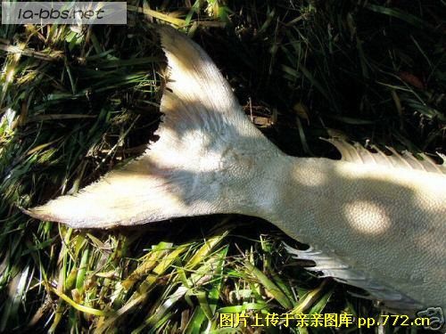 让你们看看传说中的＂美人鱼＂-->YY转移