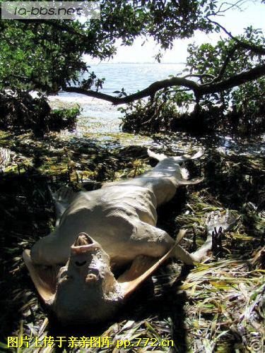 让你们看看传说中的＂美人鱼＂-->YY转移