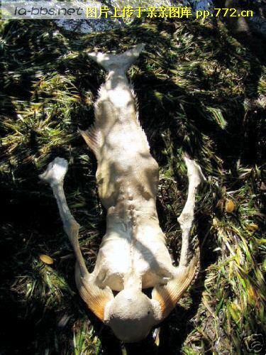 让你们看看传说中的＂美人鱼＂-->YY转移