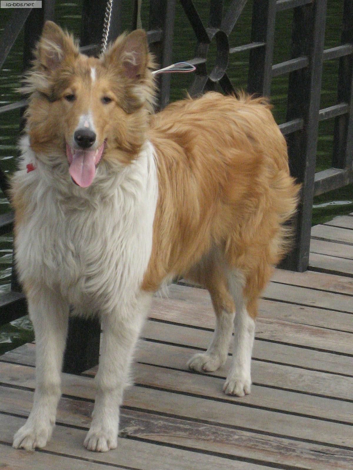 有人愿意寄养我家狗狗一段时间吗?