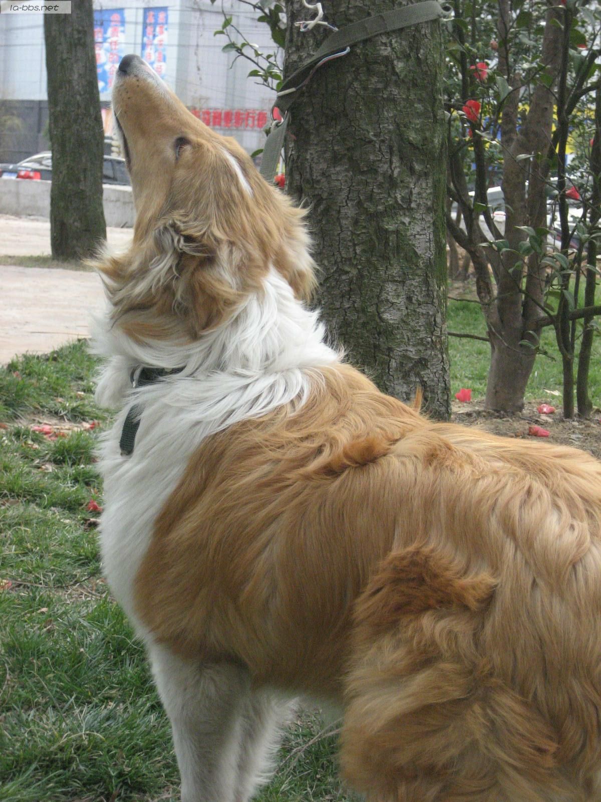 有人愿意寄养我家狗狗一段时间吗?