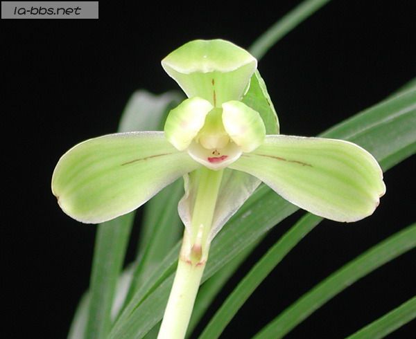 喜欢兰花的请进,帮忙看看是什么品种