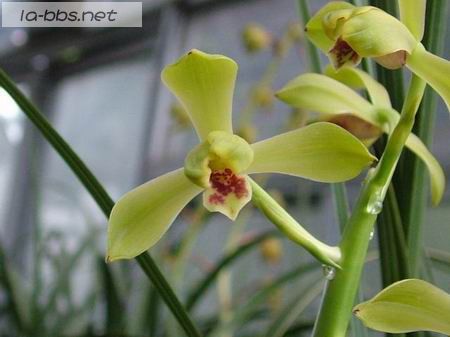 喜欢兰花的请进,帮忙看看是什么品种