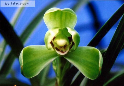 喜欢兰花的请进,帮忙看看是什么品种