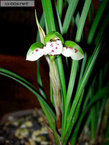 喜欢兰花的请进,帮忙看看是什么品种