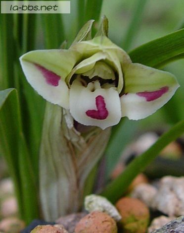 喜欢兰花的请进,帮忙看看是什么品种