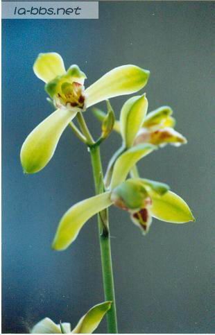 喜欢兰花的请进,帮忙看看是什么品种