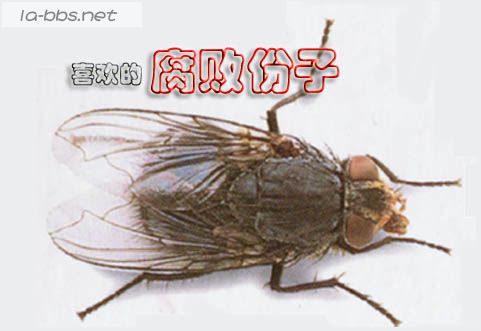 自己写的短篇<苍蝇>