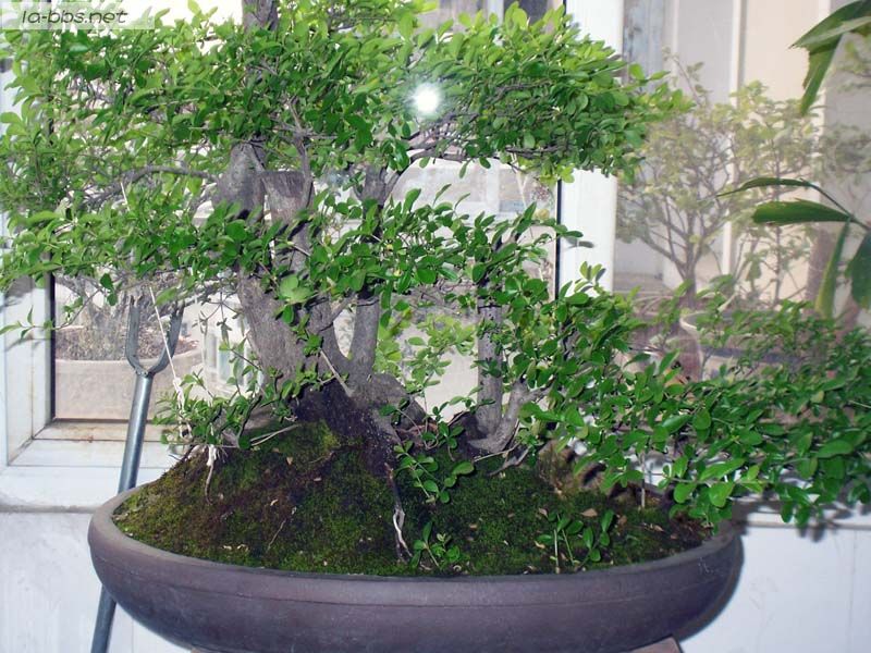 六安的夕阳和绿色的植物