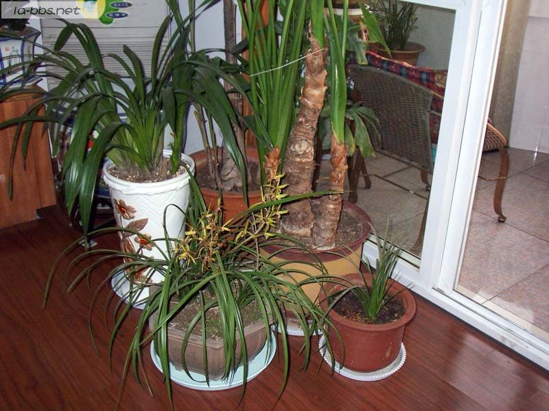 六安的夕阳和绿色的植物