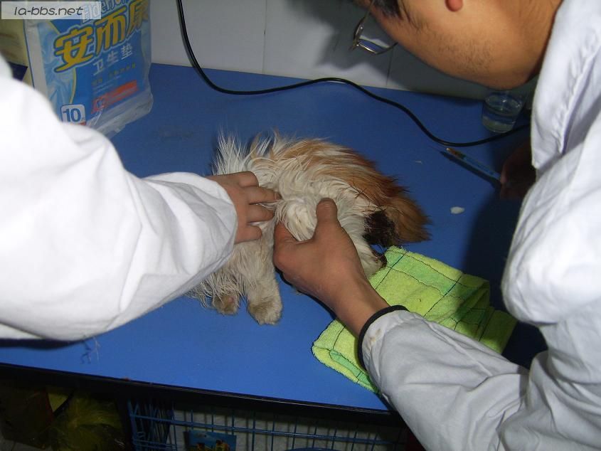 [转帖]关于一只流浪猫(多图，怕有心理影响的不进)!!!(转载)