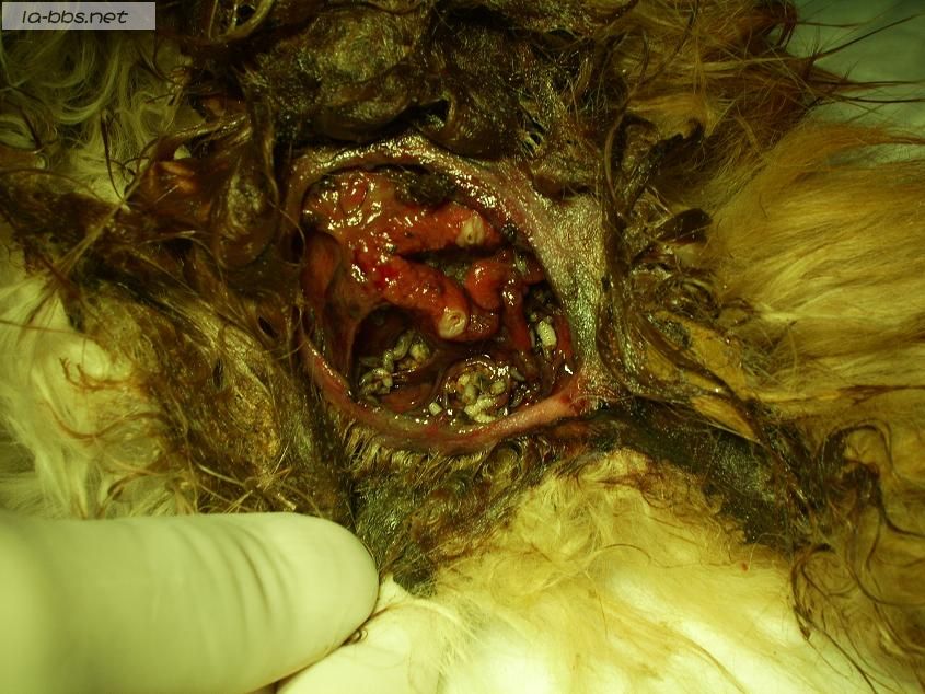 [转帖]关于一只流浪猫(多图，怕有心理影响的不进)!!!(转载)