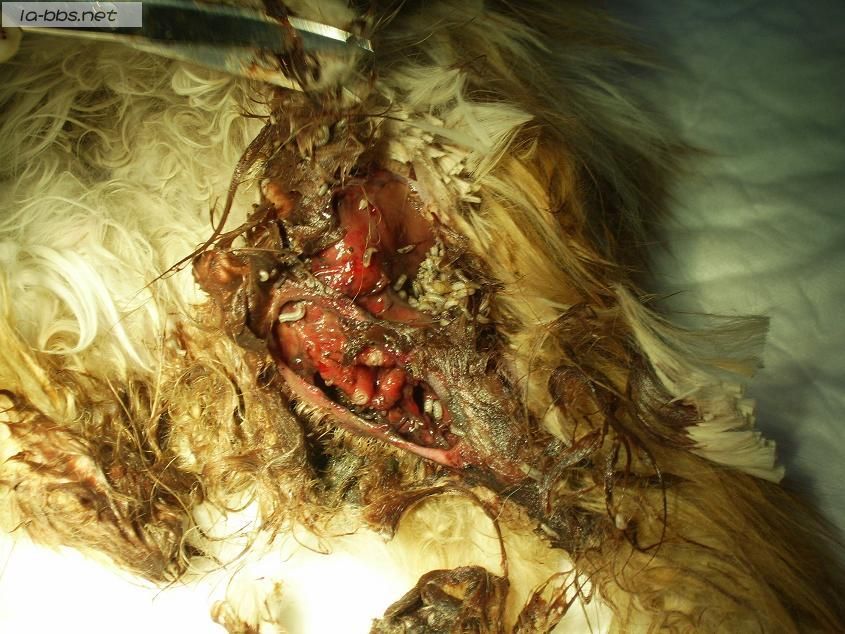 [转帖]关于一只流浪猫(多图，怕有心理影响的不进)!!!(转载)