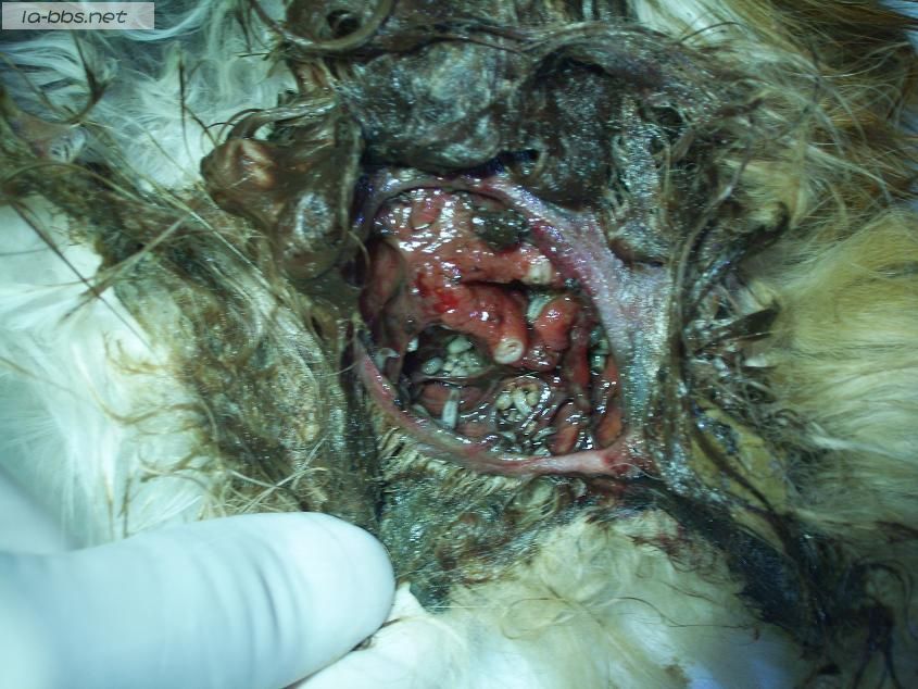 [转帖]关于一只流浪猫(多图，怕有心理影响的不进)!!!(转载)