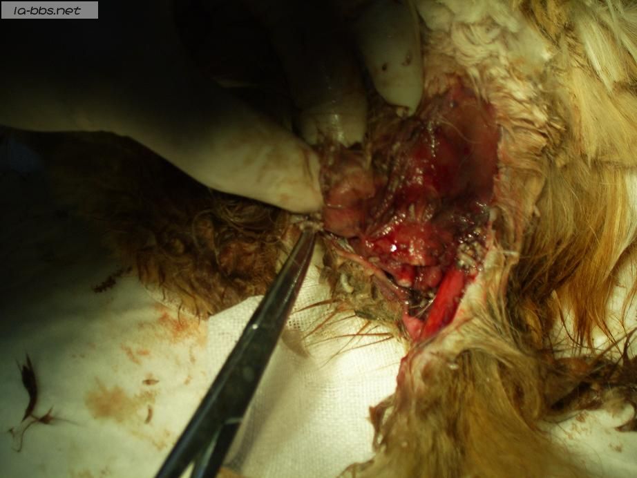 [转帖]关于一只流浪猫(多图，怕有心理影响的不进)!!!(转载)