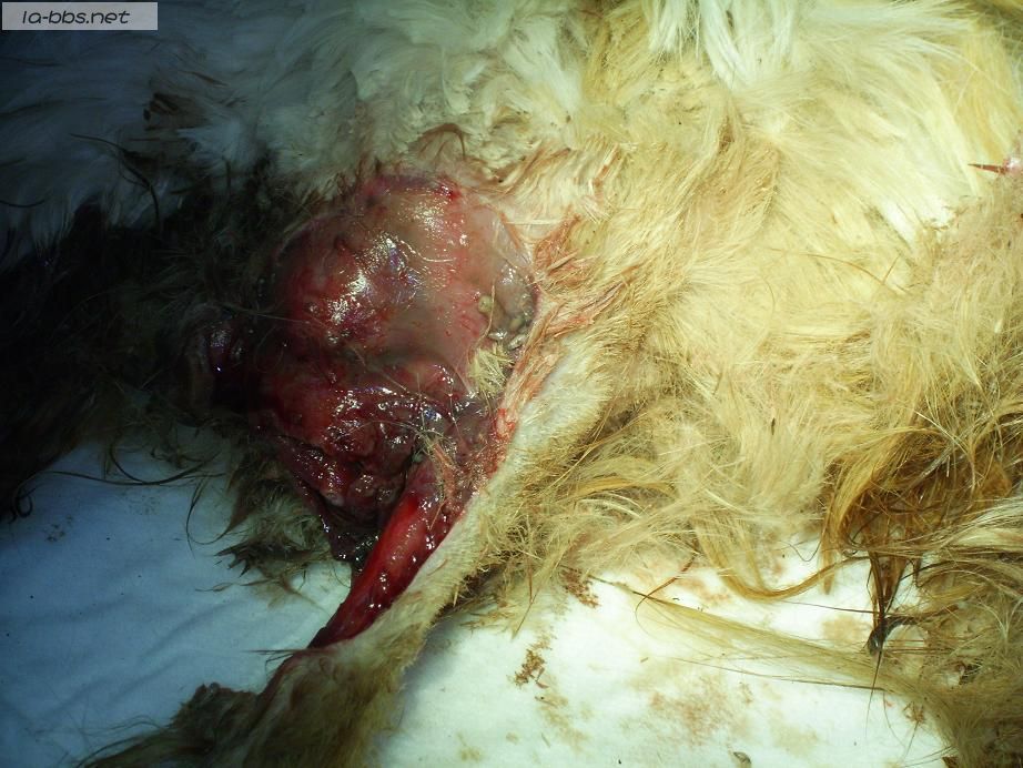 [转帖]关于一只流浪猫(多图，怕有心理影响的不进)!!!(转载)