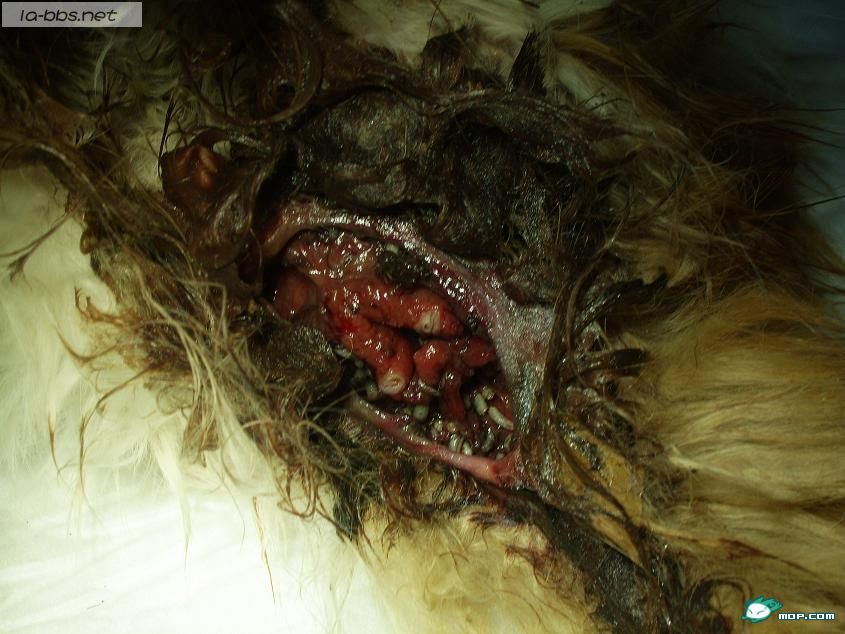 小猫致残的无耻男人,强烈要求保护动物立法！！