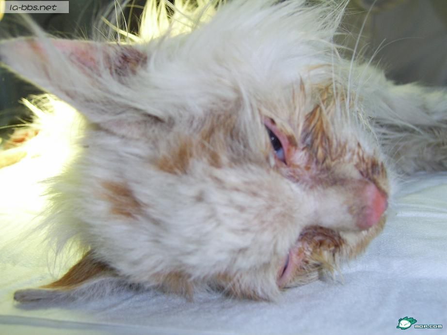 小猫致残的无耻男人,强烈要求保护动物立法！！