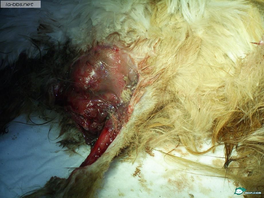 小猫致残的无耻男人,强烈要求保护动物立法！！