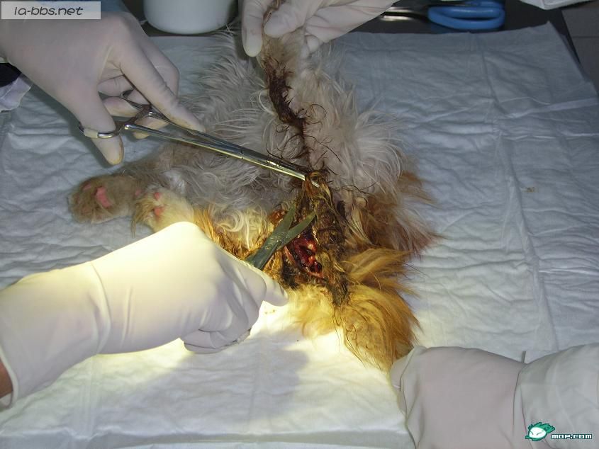 小猫致残的无耻男人,强烈要求保护动物立法！！