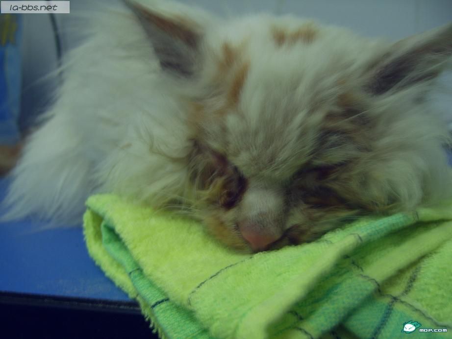 小猫致残的无耻男人,强烈要求保护动物立法！！