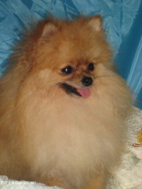 我开店了``宠物店