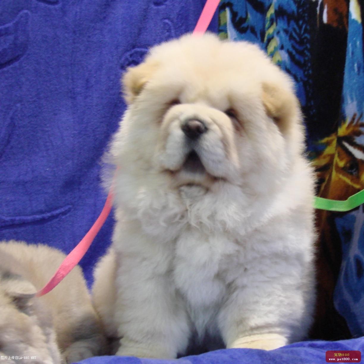 我开店了``宠物店