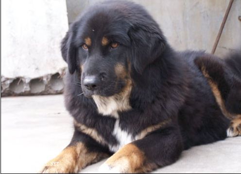 我开店了``宠物店,新加图片````