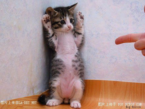 母猪咬伤屠夫救下案上公猪