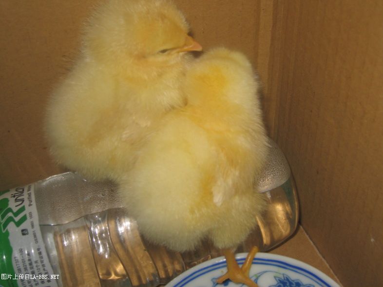 [原创]看看我的宝贝（小鸡鸡）