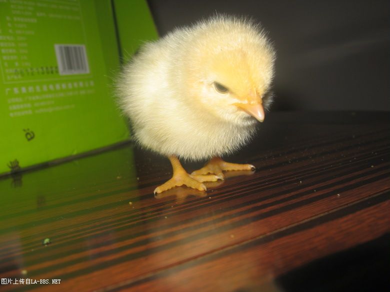 [原创]看看我的宝贝（小鸡鸡）