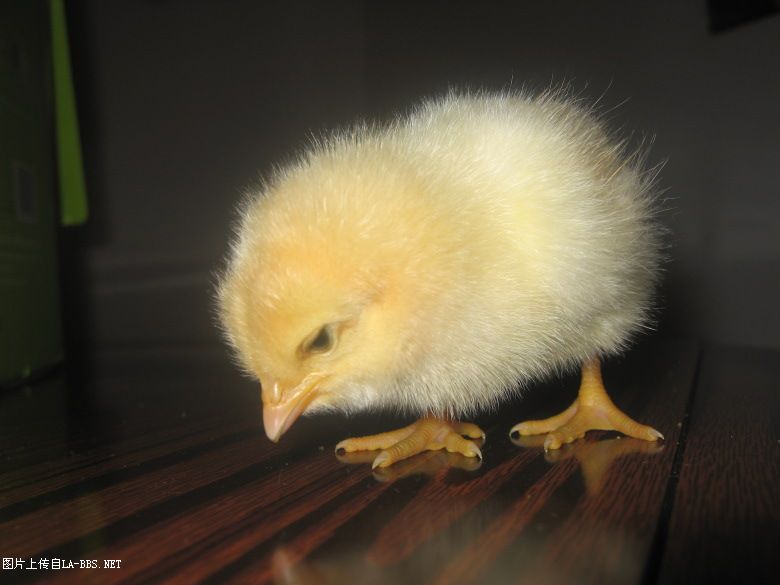[原创]看看我的宝贝（小鸡鸡）